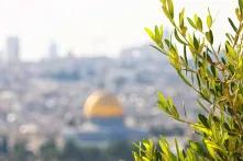 Olivenbaumzweig vorne und Jerusalem verschwommen im Hintergrund