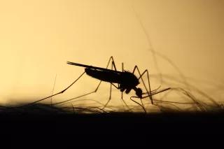 Cutting Corners on Consent, Picture: Mosquito stings Silhouette