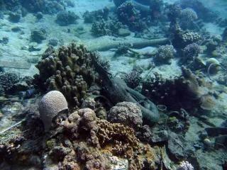 Vermüllung des Roten Meeres: Unterwasserfoto