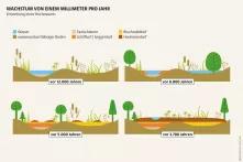 Mooratlas Infografik: Entstehung eines Hochmoores