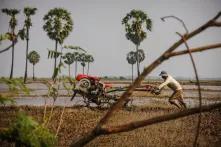 Reis in Kambodscha. Foto von einem Farmer, der sein Reisfeld bestellt