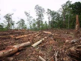 New Economy of Nature: Deforestation, Emission Trading and Compensation